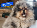 Chiot mâle Spitz Nain Pomeranian silver merle tan non LOF à vendre
