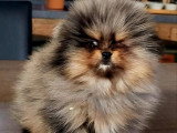 Chiot mâle Spitz Nain Pomeranian silver merle tan non LOF à vendre