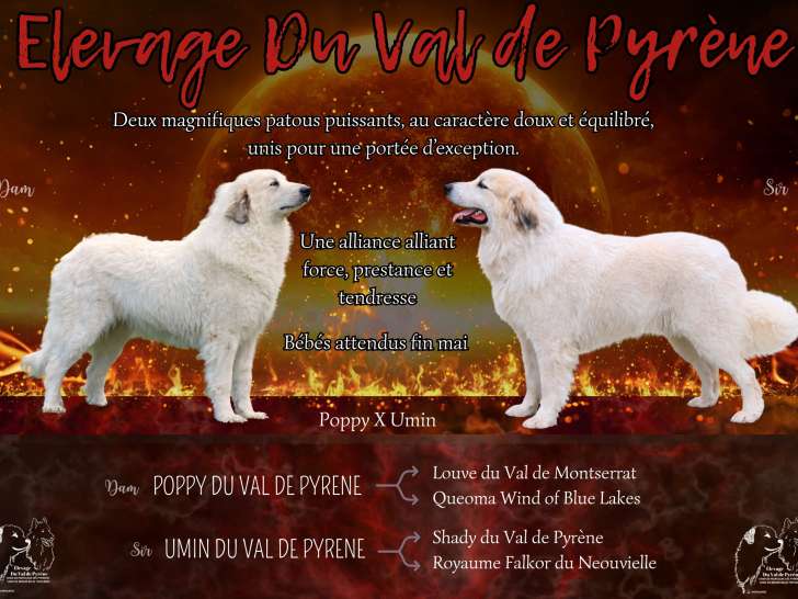 Chiots Montagne des Pyrénées (Patou) LOF à naître