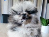 Chiot Spitz Nain Pomeranian mâle silver merle tan non LOF à vendre