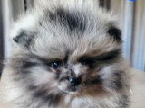 Chiot Spitz Nain Pomeranian mâle silver merle tan non LOF à vendre