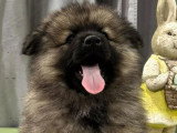 Chiot Spitz Loup mâle disponible non LOF à vendre