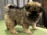 Chiot Spitz Loup mâle disponible non LOF à vendre