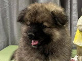 Chiot Spitz Loup mâle disponible non LOF à vendre