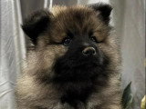 Chiot mâle Spitz Loup non LOF disponible