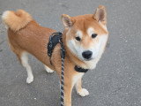 Chiot type Shiba Inu à donner