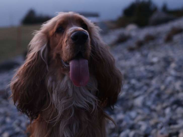 Magnifique mâle Cocker Anglais disponible pour saillie