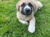 Josi, chiot à adopter en association