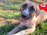 Josi, chiot à adopter en association