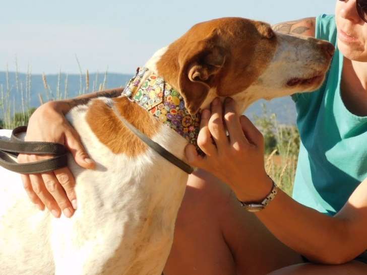 Pilka, chienne senior douce et affectueuse à adopter en association