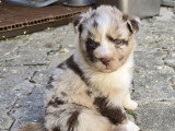Chiot Berger Australien