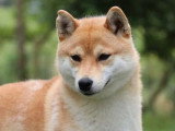 2 chiots Shiba Inu à réserver non LOF roux et fauve
