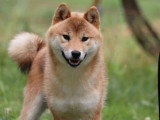 2 chiots Shiba Inu à réserver non LOF roux et fauve