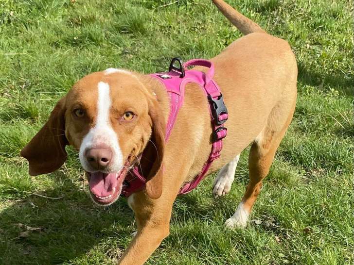 Lucky, chien Courant de Hygen à adopter en association