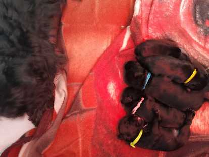 Chiots Schnauzer Nain noirs à réserver