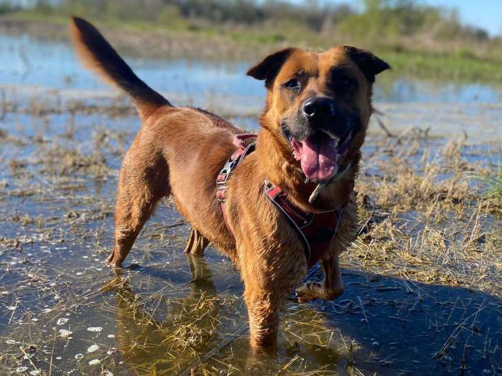 Pepita, chienne croisée berger à adopter en association