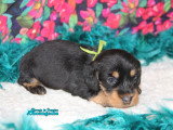 Chiots femelles Teckel Nain à vendre