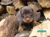Chiots femelles Teckel Nain à vendre