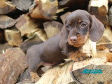 Chiots femelles Teckel Nain à vendre