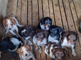 Chiots de race Épagneul Breton à vendre (5 femelles & 4 mâles)