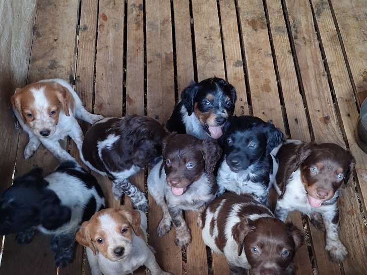 Chiots de race Épagneul Breton à vendre (5 femelles & 4 mâles)