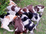 Chiots de race Épagneul Breton à vendre (5 femelles & 4 mâles)