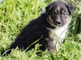 Chiot femelle Berger Australien noir tricolore LOF à vendre
