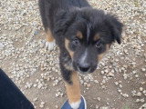Chiot femelle Berger Australien noir tricolore LOF à vendre