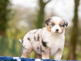 3 chiots Berger Américain Miniature bleu merle à réserver non LOF