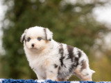 3 chiots Berger Américain Miniature bleu merle à réserver non LOF