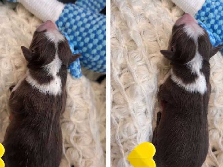 8 chiots Border Collie à réserver