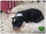8 chiots Border Collie à réserver