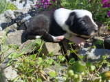 3 chiots Border Collie à réserver