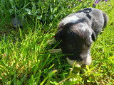 3 chiots Border Collie à réserver