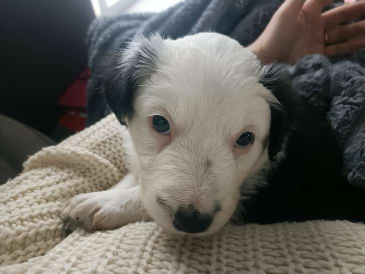 1 femelle Border Collie à réserver