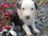 1 femelle Border Collie à réserver