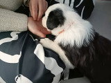 1 femelle Border Collie à réserver