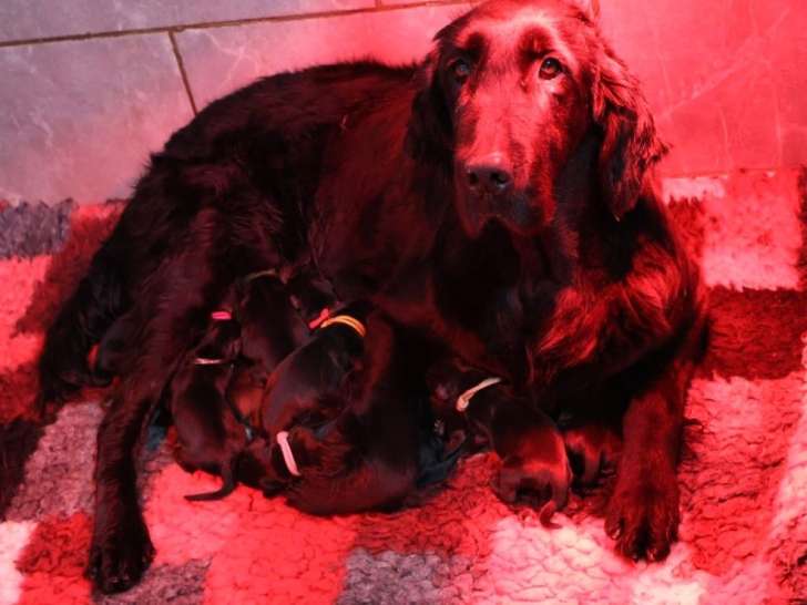 10 chiots Retriever à Poil Plat LOF à réserver