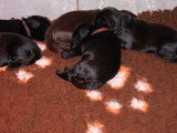 10 chiots Retriever à Poil Plat LOF à réserver