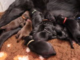 10 chiots Retriever à Poil Plat LOF à réserver