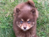 2 chiots femelles Pomsky non LOF disponibles janvier 2026