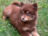 2 chiots femelles Pomsky non LOF disponibles janvier 2026