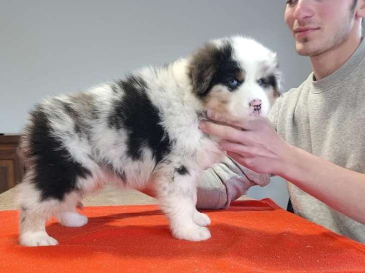 Portée de 6 chiots Berger Australien LOF nés en février 2026