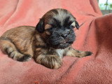 Portée de 3 chiots Shih Tzu non LOF nés en mars 2026
