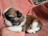 Portée de 3 chiots Shih Tzu non LOF nés en mars 2026