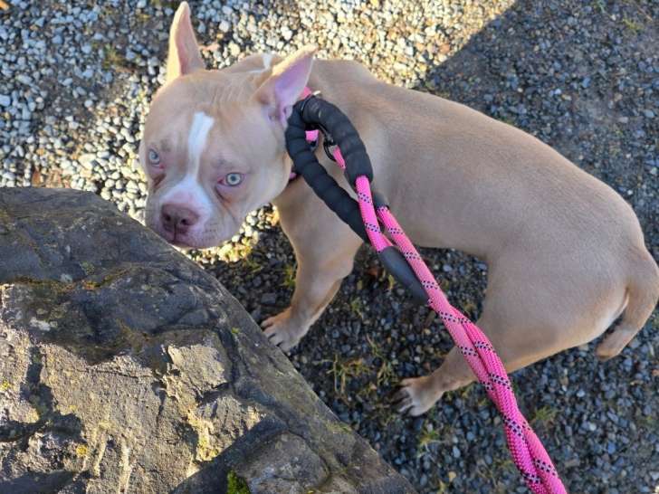 Femelle American Bully pocket à vendre