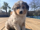 Chiot mâle Berger Australien LOF bleu merle à vendre