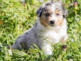 Chiot mâle Berger Australien LOF bleu merle à vendre