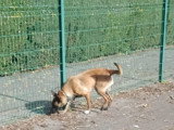 Chienne Berger Malinois à vendre