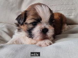 3 chiots Shih Tzu mâles LOF à réserver nés mars 2026